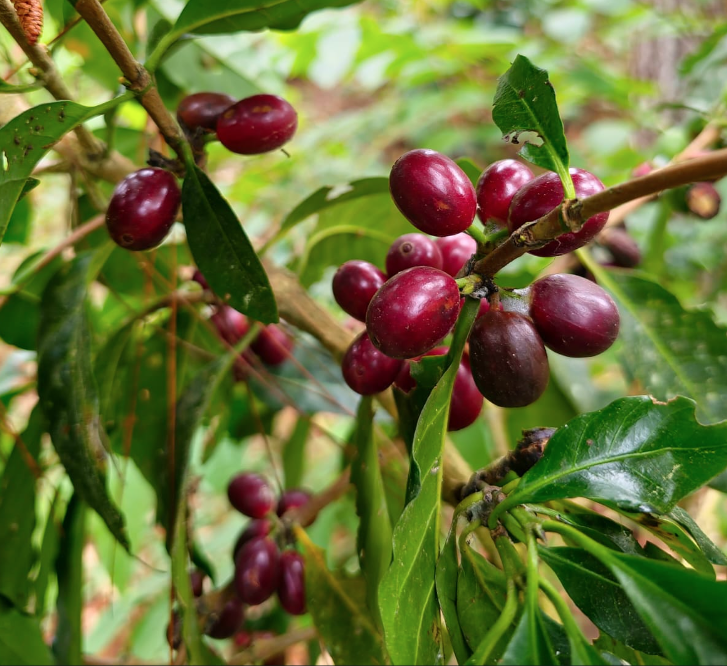 Coffee Cherries